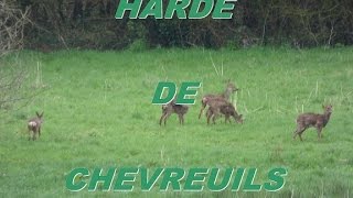 VIE SAUVAGE: "Harde de chevreuils"