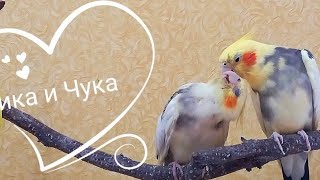 #KissingParrotCockatiel #CockatielCompanion #FunnyParrot #CuteBirds #CockatielLover #Parrot #Корелла