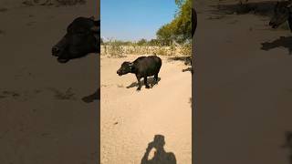 Buffalo in desert. #viralshort #buffalo #trending #animals