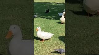 Lots of Ducks (Part 2)