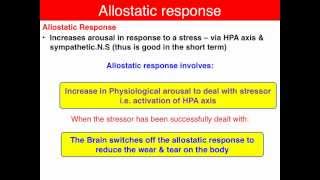 Allostasis - VCE U4 Psychology