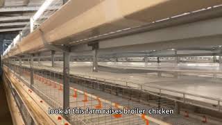 broiler chicken cage farming