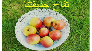 قطف التفاح/تفاح عضوي 100/100/تفاح من ارض حديقتنا