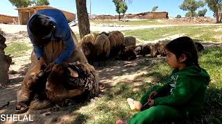 Oh spring: the magic of Chinese wool of lambs in spring