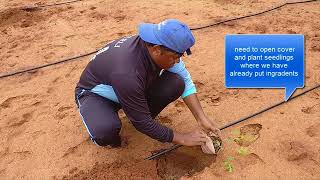 Pomegranate seedling pit preparation and planting