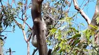 Cuty Mummy koala with baby