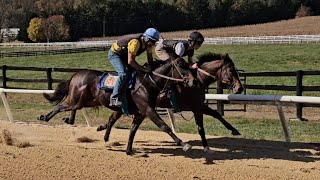 Breezing Up (outside) and Peachy Promises (rail) breeze 3/8ths on 11/1.