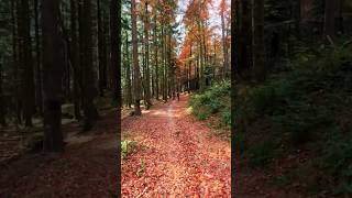 Autumn in Switzerland Nature’s Colorful Masterpiece 🍁🇨🇭 #FallVibes #swissnature