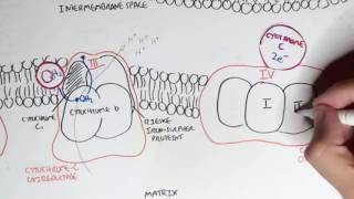 Biochemistry-PART I   Oxidative Phosphorylation, Electron Transport Chain