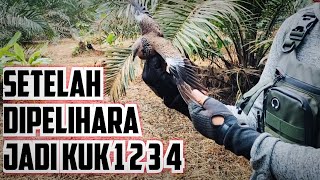 Jadi Guk 1 2 3 4 Setelah Dipelihara @Istanatekukur , Keanehan Burung Tekukur