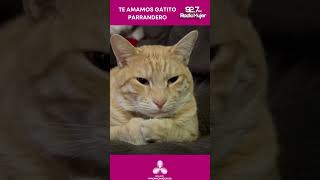 Te amamos #Gatito que se va de pachanga en las noches