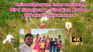 Telineelapuram Bird Sanctuary | Tekkali | Vinny telugu vlogs