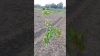 Mango plants