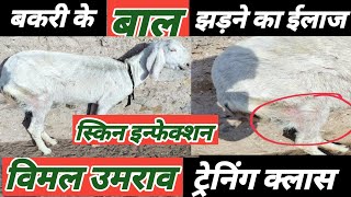 Bakri Ke Bal Jhad Rahe H |Bakri Ke Baal Girne Ka Ilaj|Vimal Umrao Training Class|