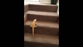 Bearded dragon vs grasshopper