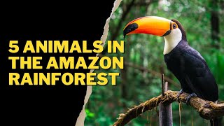 5 ANIMALS IN THE AMAZON RAINFOREST