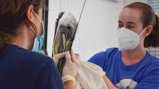 Wildlife Rehabilitation Intern Learns Amid Brown Pelican Crisis