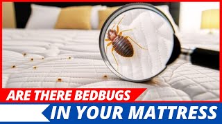 How to Check if Your Mattress Has Bedbugs?