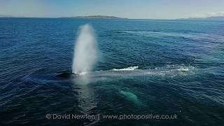 Close encounters with blue whales