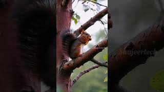 squirrel❤ #shorts #youtubeshorts #shortsfeed #shortsvideo #squirrel #shortsviral