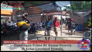 Gantangan Prima BC Ramai Peserta di Kelas Lovebird Pemula.