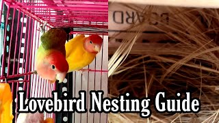 Right Way To Give Nesting Material To Lovebirds || All About Pets