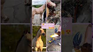 Funny Animal Videos 2022 - Funniest Cute Cats And Dogs Video #cat #shorts #animals #trending #tiktok