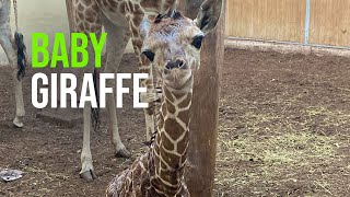 Endangered Reticulated giraffe Born at Zoo Overloon