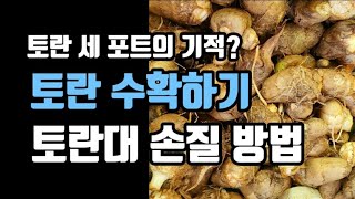 [토란재배] 토란 수확 및 토란대 손질 방법