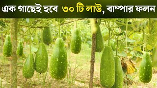 এক গাছেই হবে ২৫-৩০ টি লাউ | easy grow gourds at home | new technique to grow gourds