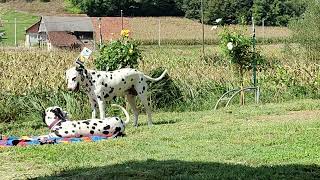 Una - the most gentle Dalmatian dog in the world