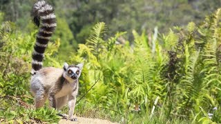 ring-tailed lemur - Madagascar king Julien (lemur catta) animal Documentary