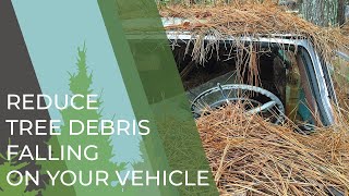 Reduce Tree Debris From Falling on Your Car