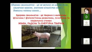 Здорова свиноматка   складова успіху Вашого бізнесу