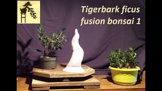 Tigerbark ficus fusion bonsai 1