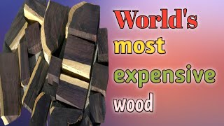 World's most expensive wood|#sandalwood#shorts#tranding#viral#viralshorts#facts#woodworker#expensive