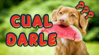 TOP 30 FRUTAS QUE PUEDES DARLE A TU PERRO