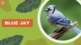 BLUE JAY