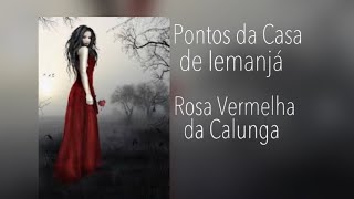 Rosa Vermelha da Calunga