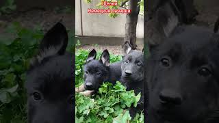 PUPPY shepherd dog. Щенки немецкой овчарки. #puppydog #puppy #dogs #собака #dog #germanshepherd