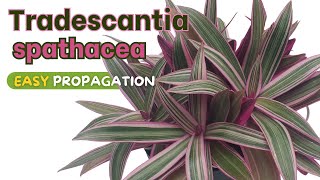 Tradescantia spathacea 'tricolor' - Two best ways to propagate