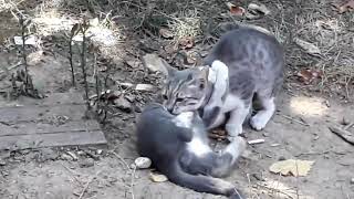 Yavru kedi kavgası. Komik kedi videoları