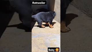 Rottweiler lover 🥰🤗 #italy #youtubeshorts #india #funny #youtubevideos #animals #ytshorts #pets