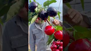 Harvesting natural farm fresh china fruit #shorts