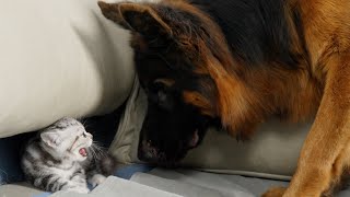 Foster Kitten Overcomes Fear Of German Shepherds And Bonds In Unlikely Friendship