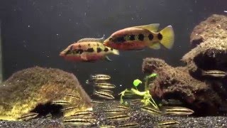 Hemichromis Fasciatus pair update (August 2015)