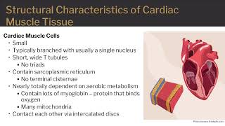 Cardiac Muscle Tissue