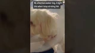 Our Attention Seeker Puppy (Bichon Frise)