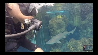 Swimming With Sharks at The Florida Aquarium