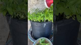 Growing Basil From Last Year’s Seeds #gardening #basil